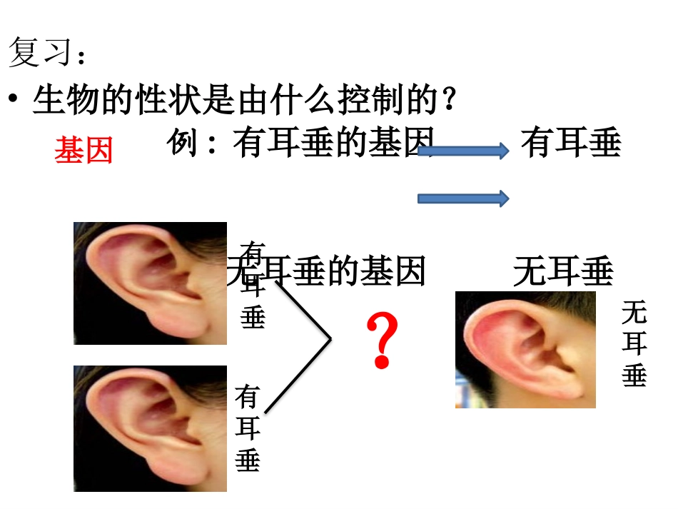 性状遗传具有一定的规律性定稿_第3页