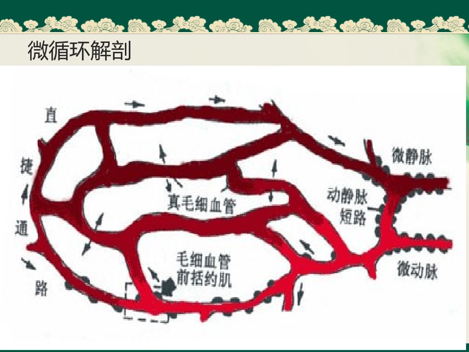 休克的病理生理_第3页