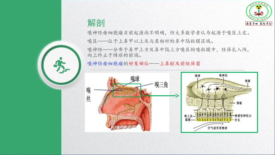 嗅神经母细胞瘤_第3页