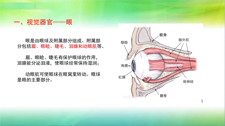学前儿童卫生学第八节感觉器官眼_第2页