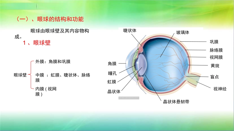 学前儿童卫生学第八节感觉器官眼_第3页