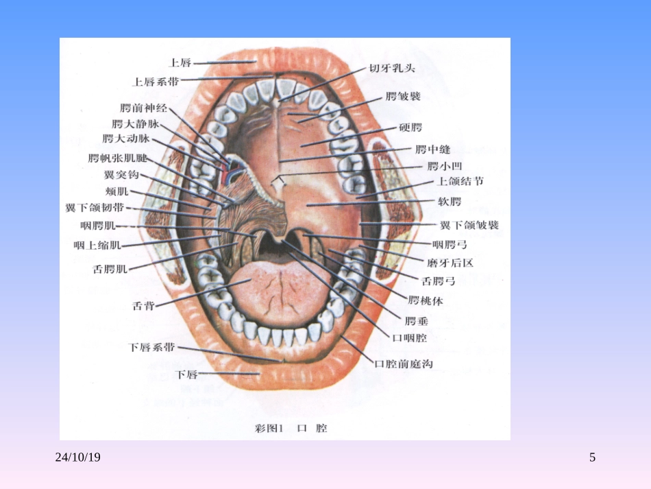 牙齿解剖课件_第3页