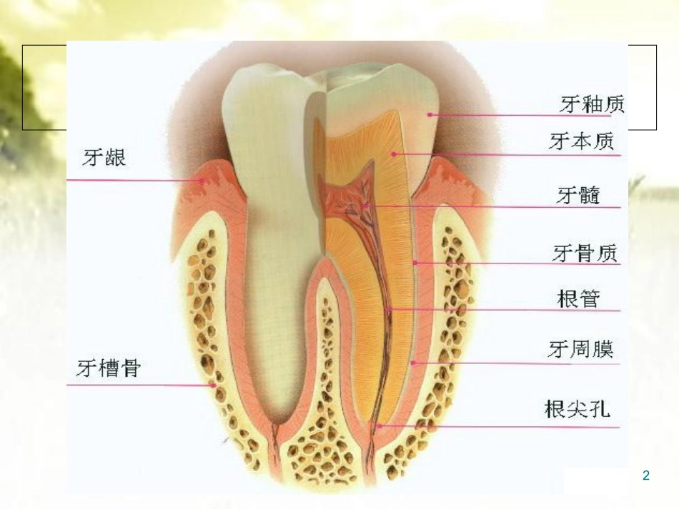 牙科基础知识培训_第2页