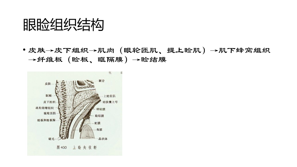 眼部整形眼部美容手术_第3页