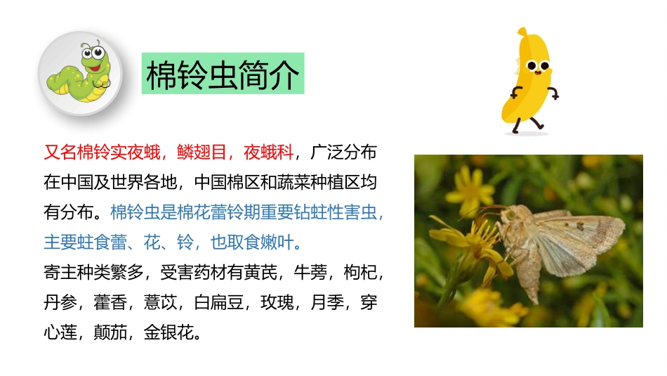 药用植物病虫害学棉铃虫简介_第2页