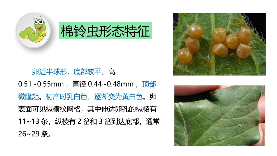 药用植物病虫害学棉铃虫简介_第3页