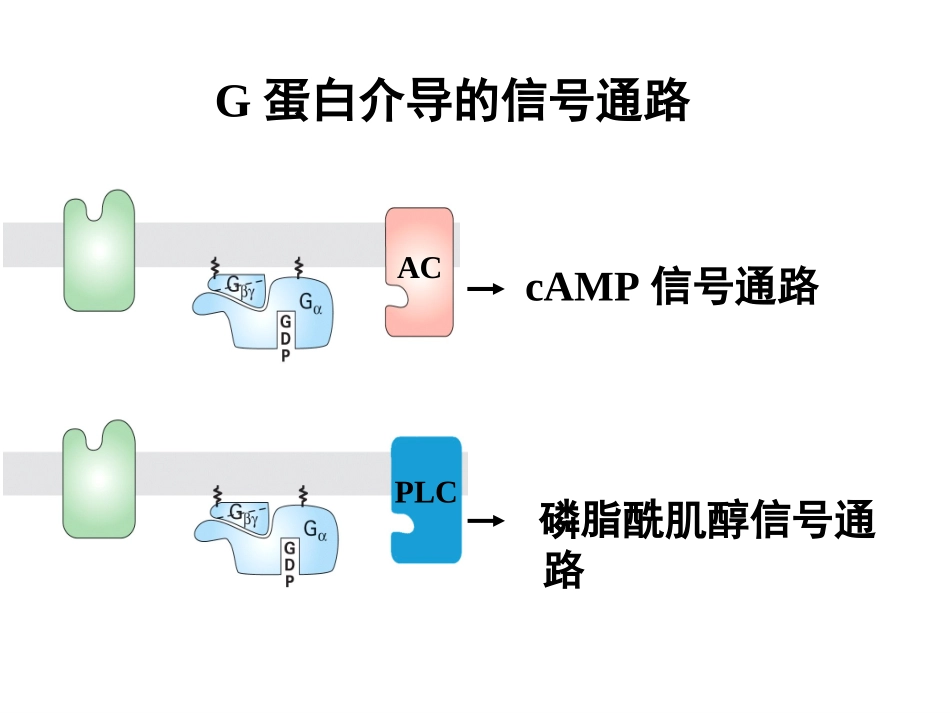 医学细胞生物学1G蛋白介导的信号通路_第1页