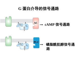 医学细胞生物学1G蛋白介导的信号通路
