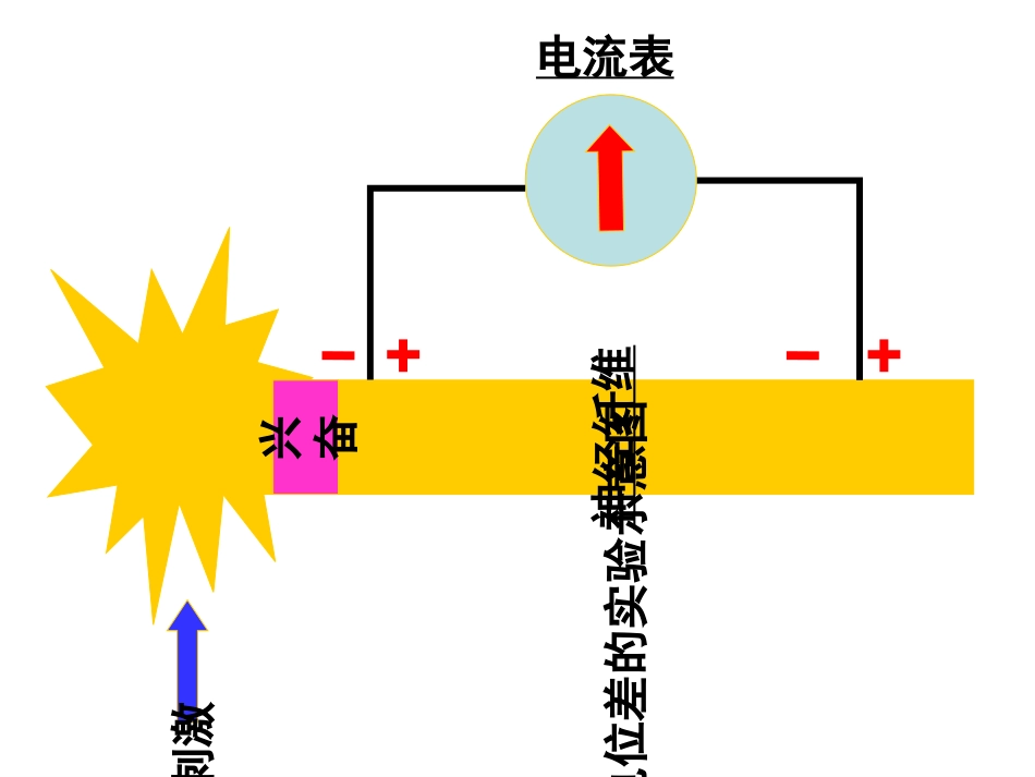 医学兴奋在神经纤维上的传导含动画培训课件_第3页