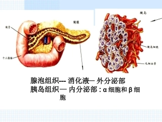 胰岛素和胰高血糖素
