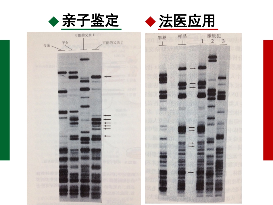 遗传信息的携带者--核酸_第3页