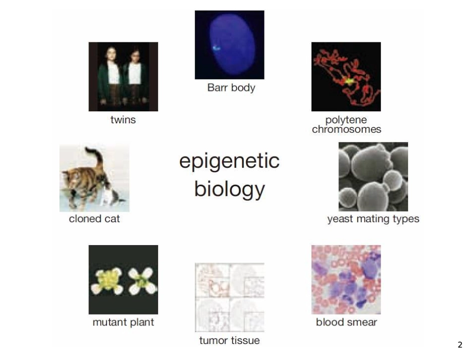 遗传学第十一章表观遗传_第2页