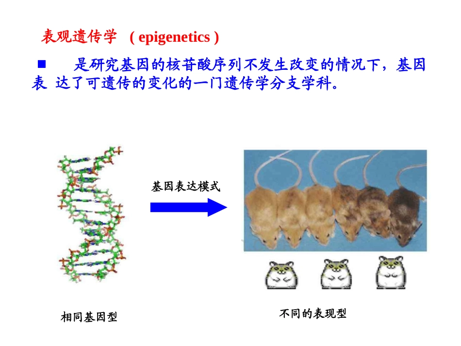遗传学第十一章表观遗传_第3页