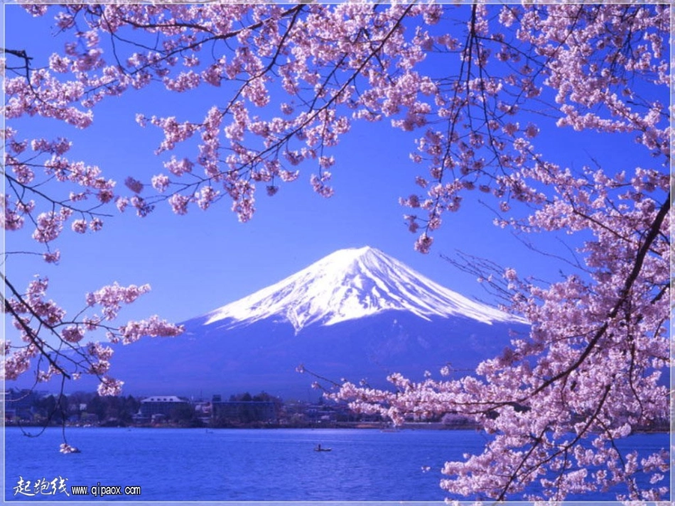 樱花之国课件日本课件_第1页