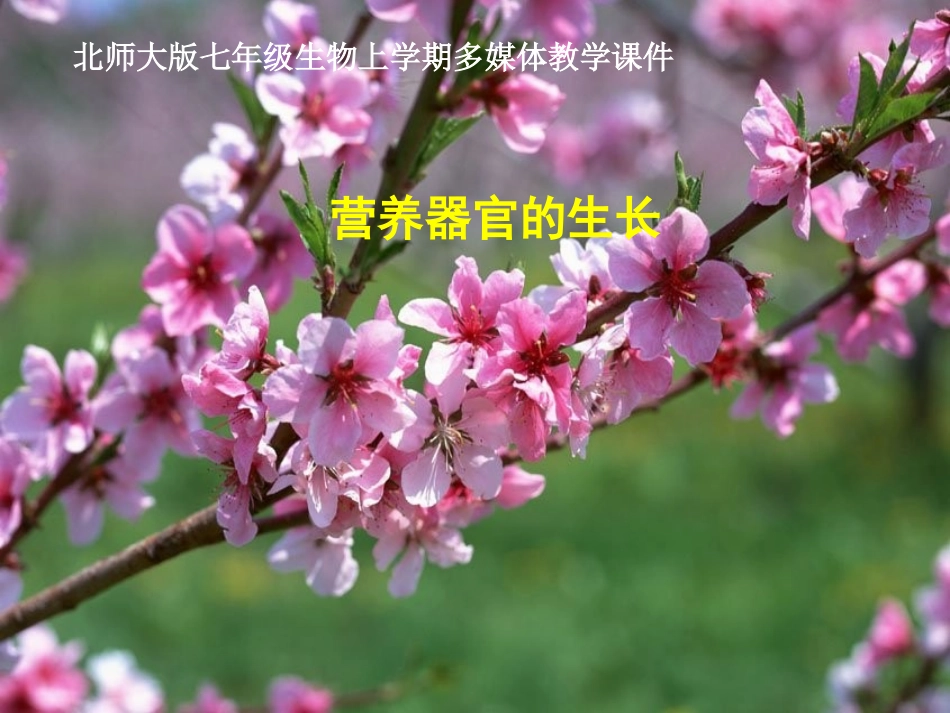 营养器官的生长精_第1页