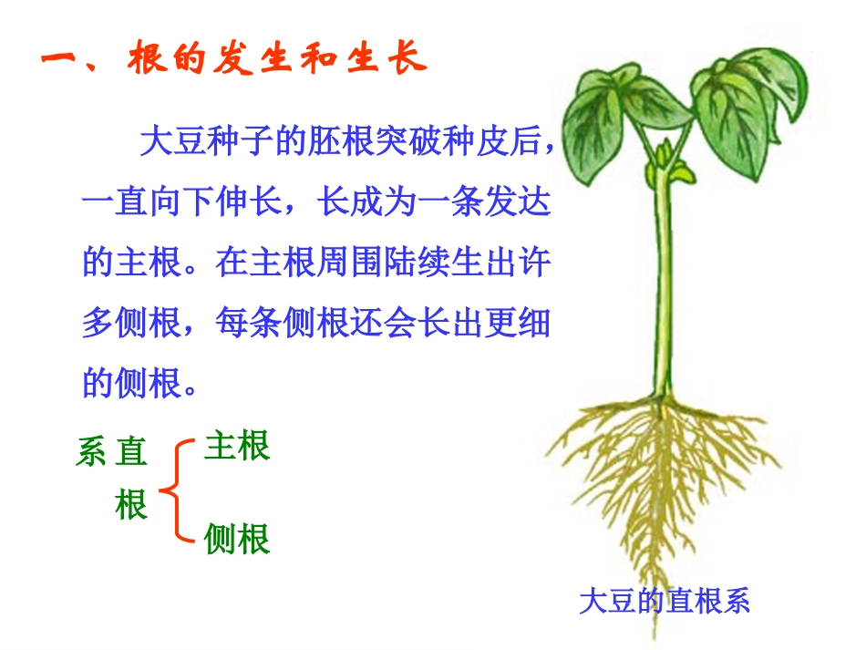 营养器官的生长精_第3页