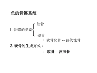 鱼的骨骼系统