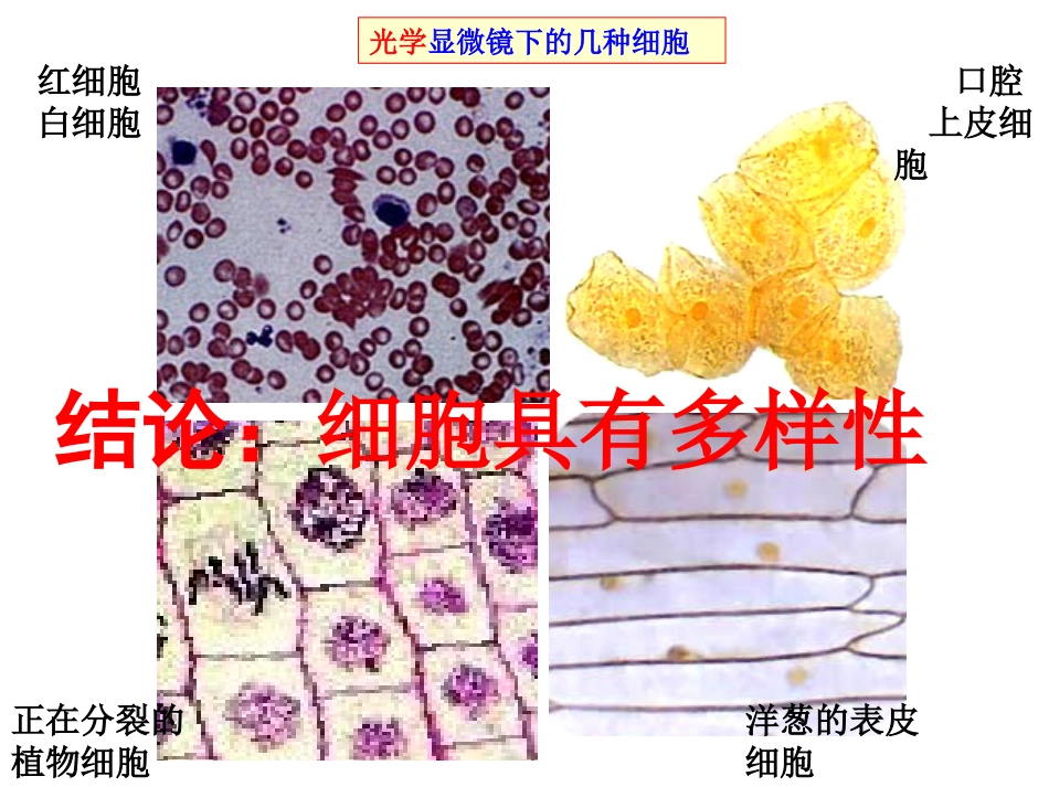 原核细胞与真核细胞_第2页