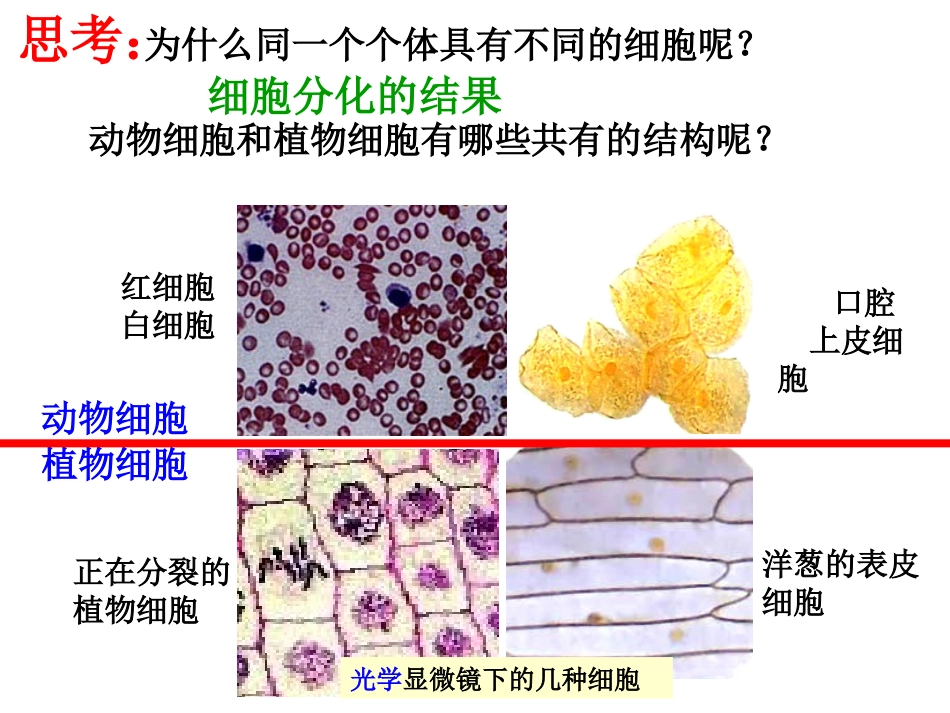原核细胞与真核细胞_第3页