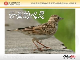 云雀的心愿课件