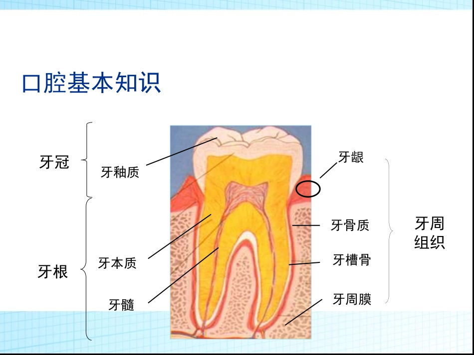 孕期口腔保健_第2页