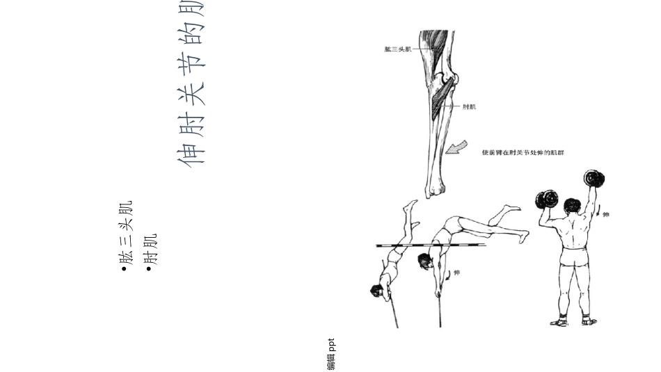 运动肘腕关节的肌肉_第2页