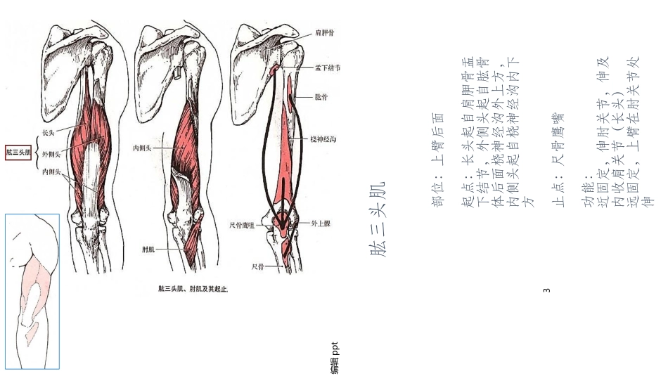 运动肘腕关节的肌肉_第3页