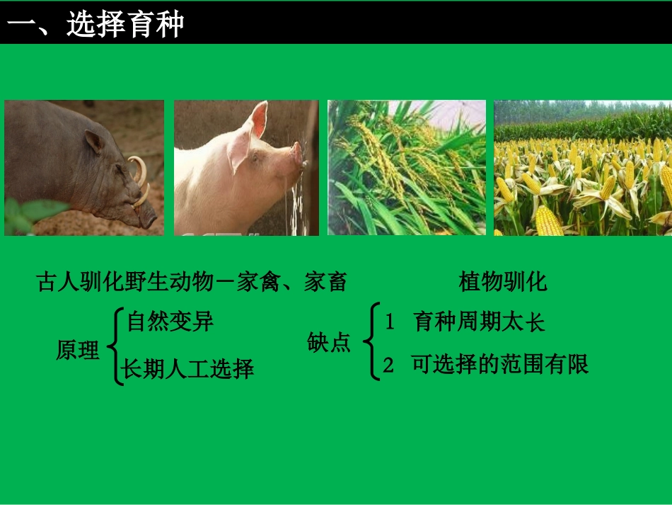 杂交育种与诱变育种课件精美_第2页