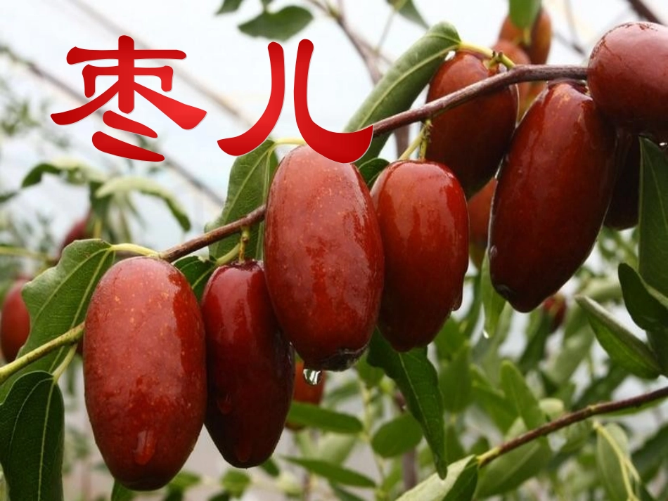 枣儿优秀课件_第1页