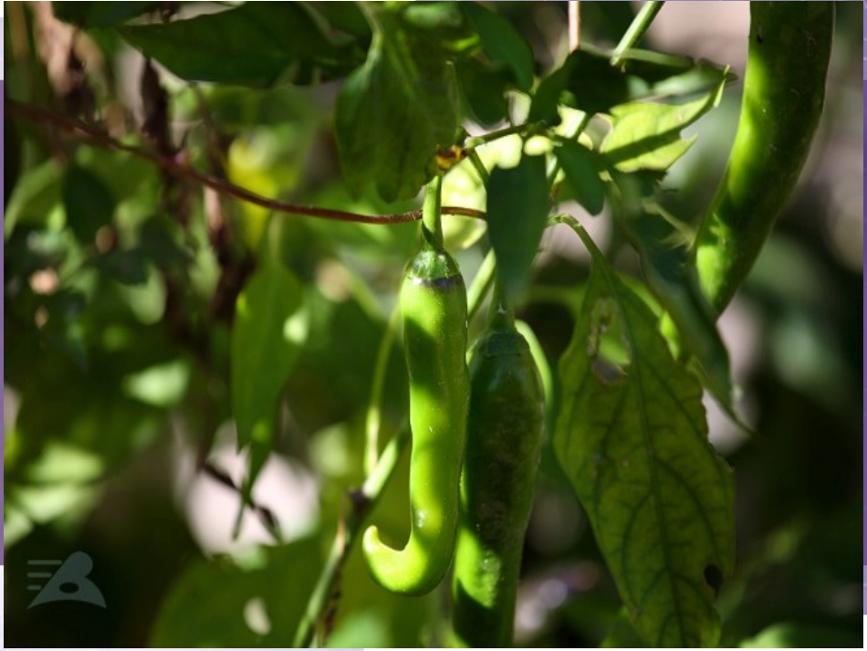 张子晴辣椒的生长_第2页