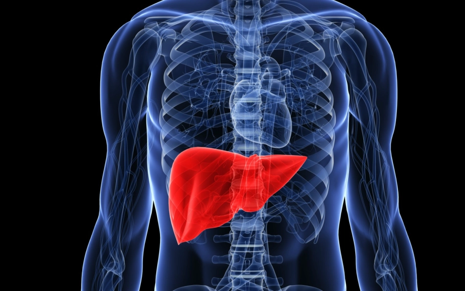 藏象五脏肝中医基础理论教学课件_第2页