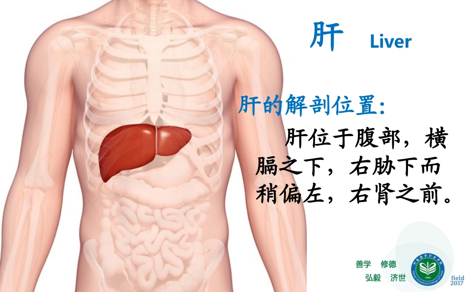 藏象五脏肝中医基础理论教学课件_第3页