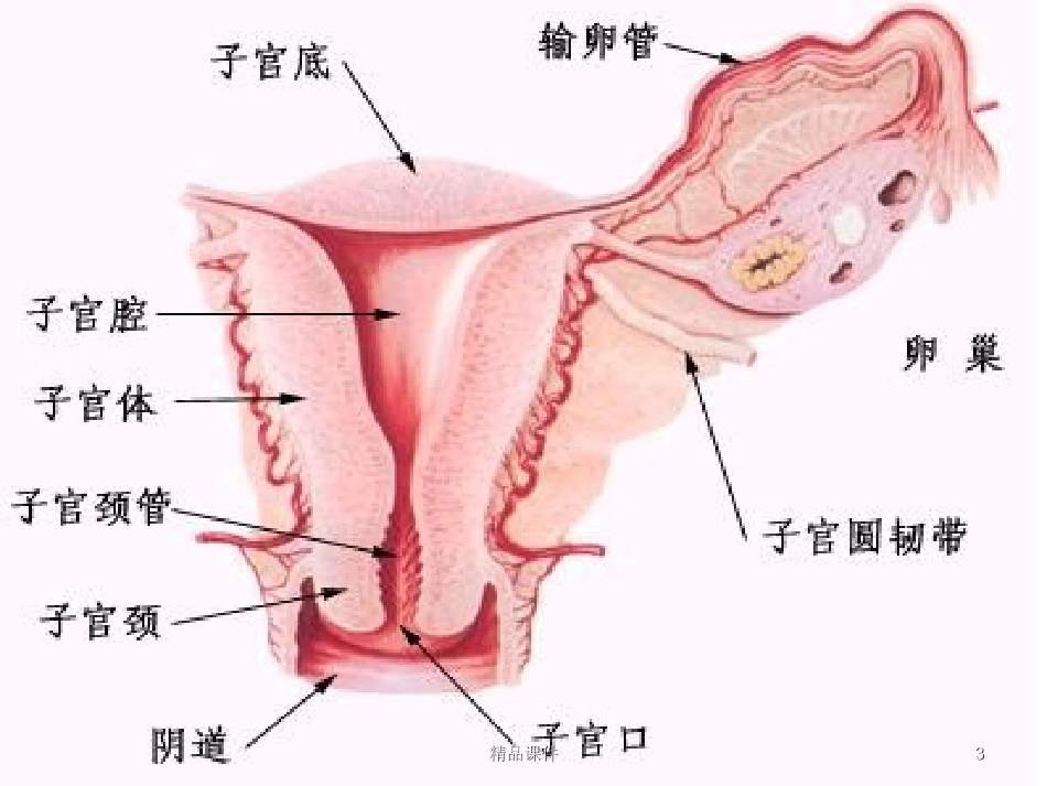 常见妇科病课件_第3页