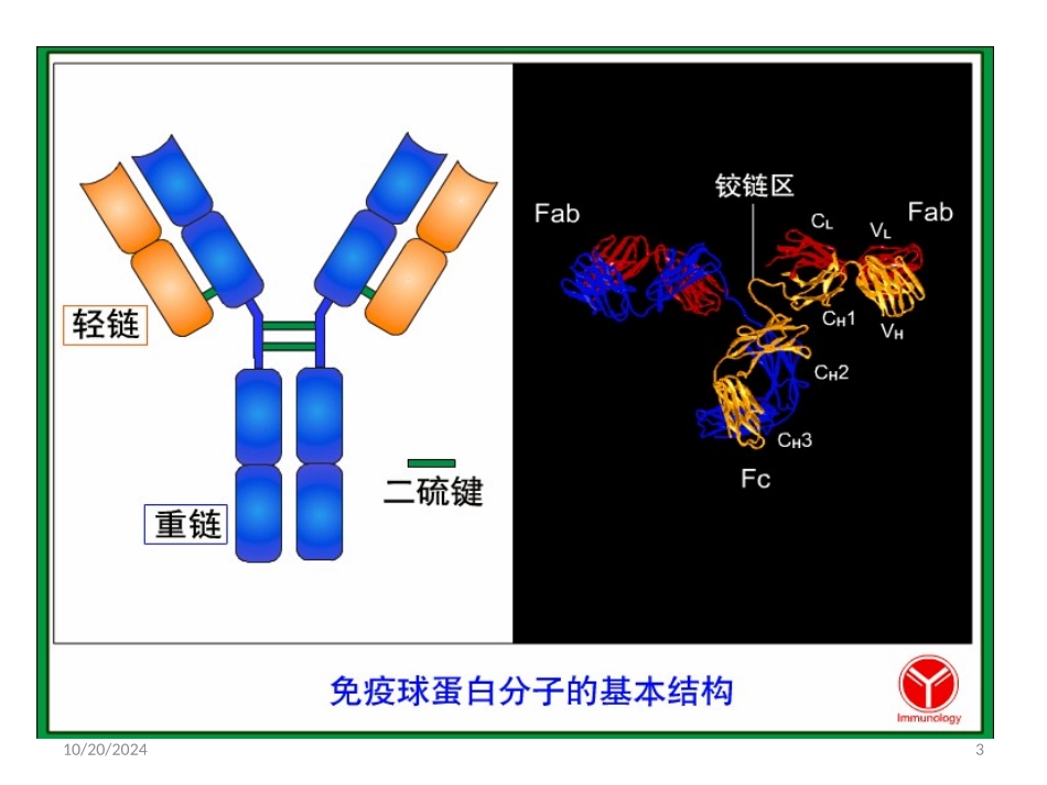 蛋白电泳轻链病_第3页
