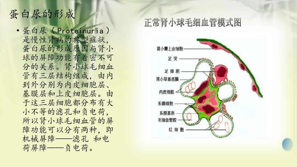 蛋白尿与无症状性蛋白尿_第3页