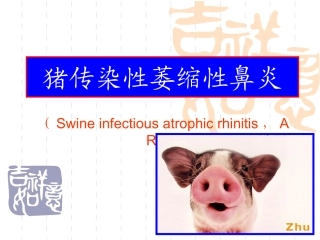 第十一节猪传染性萎缩性鼻炎