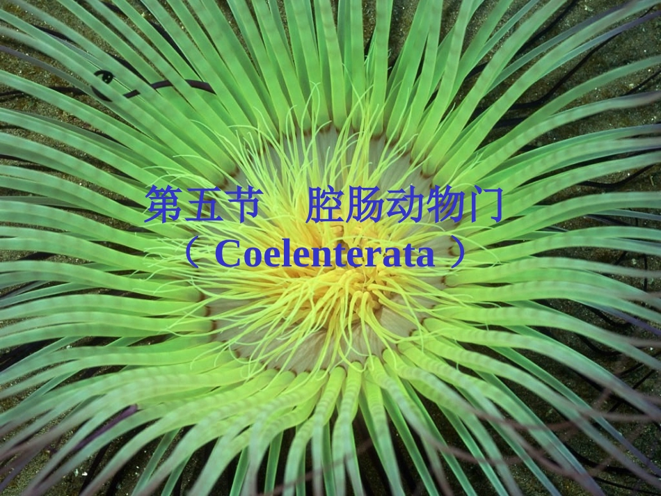 第五篇腔肠动物门_第1页