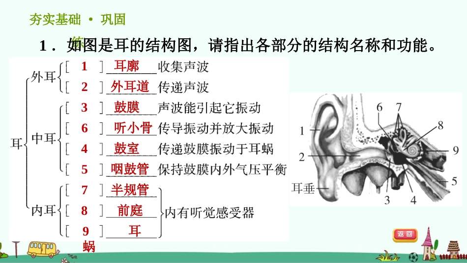 耳的结构和听觉的形成习题课件浙教版科学七年级下_第2页