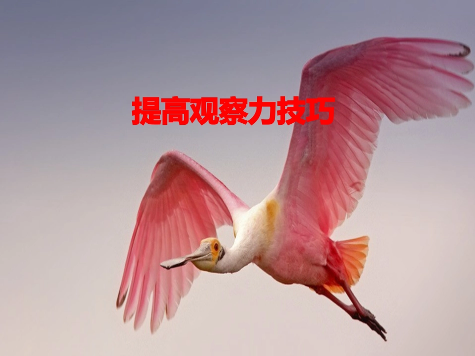 发现问题感知敏感性训练提高观察力技巧_第1页