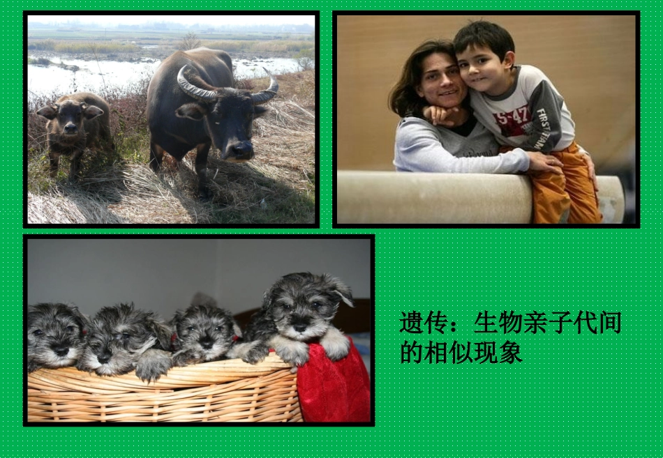 分离定律课件_第2页