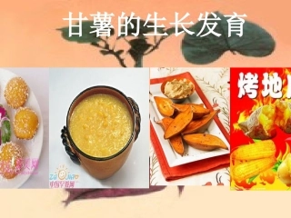 甘薯的生长发育