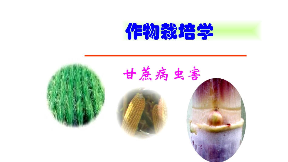甘蔗病虫害课件_第1页