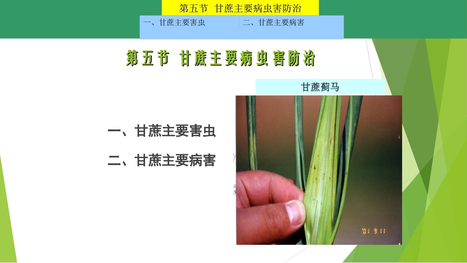 甘蔗病虫害课件_第2页