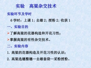 高粱杂交技术