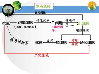 高中生物必修3体液免疫和细胞免疫的关系