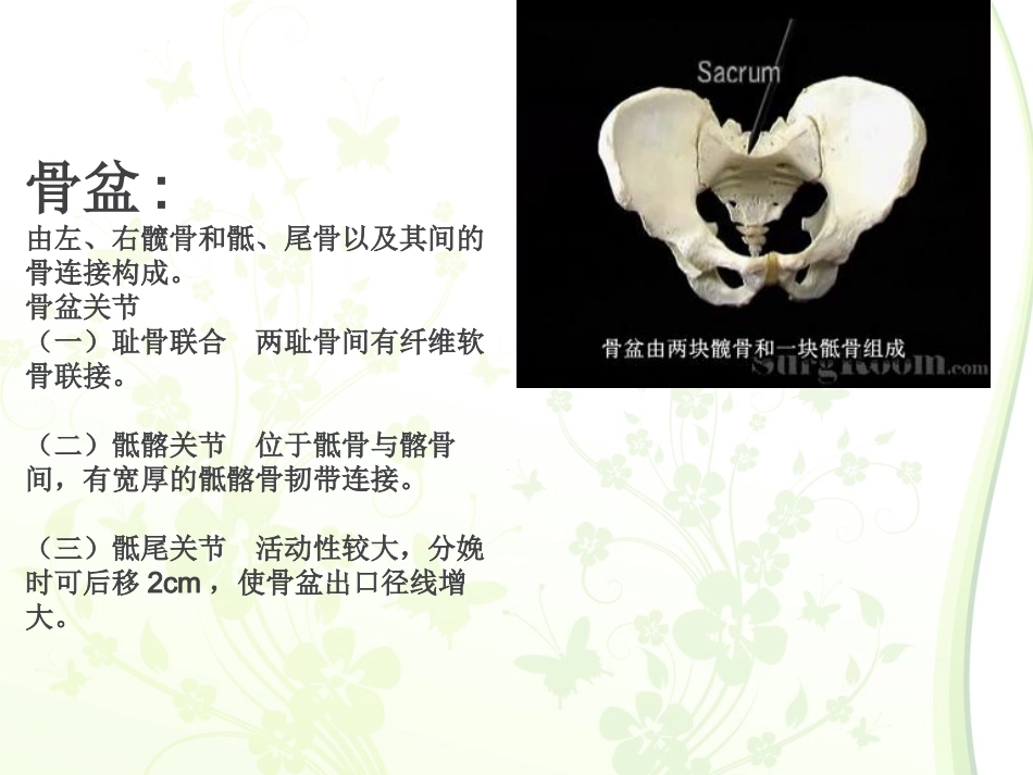 骨盆解剖学专题知识讲座培训课件_第2页