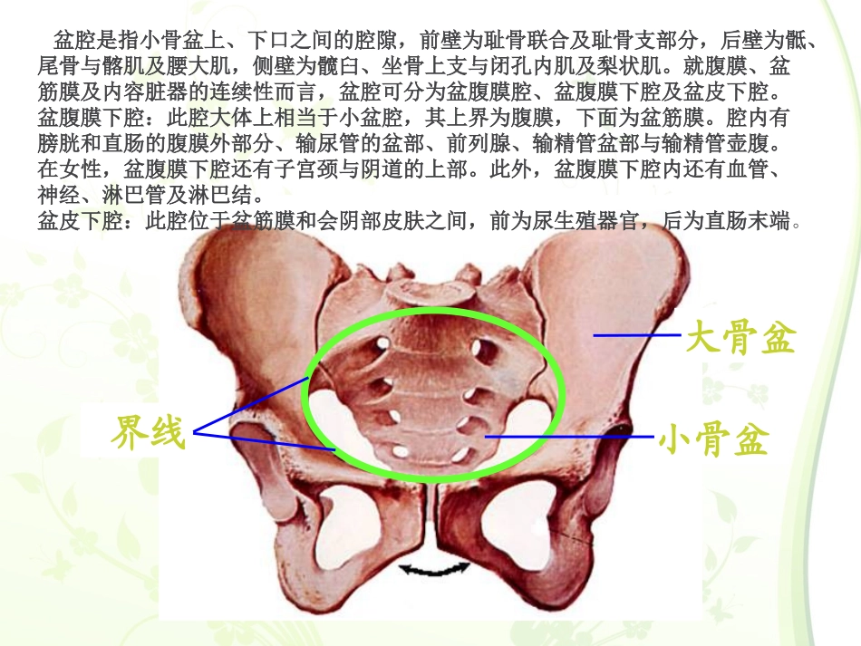 骨盆解剖学专题知识讲座培训课件_第3页