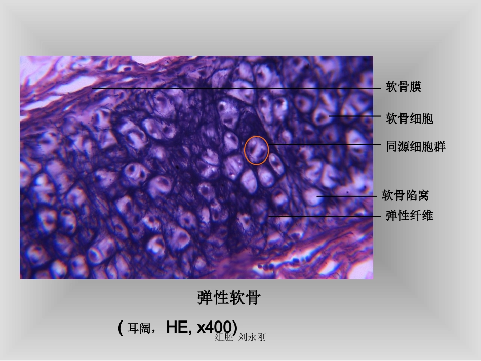 骨软骨和骨发生切片_第3页