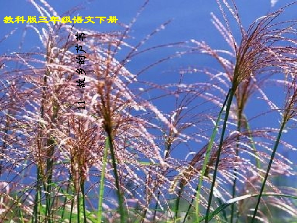 故乡的芦苇课件_第3页