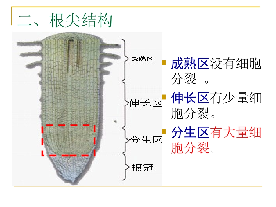 观察植物细胞的有丝分裂_第3页